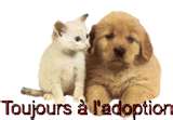 SAUVETAGE] Rondoudou, européen, 3 ans, brun tabby blanc, M, FIV+  2503662359